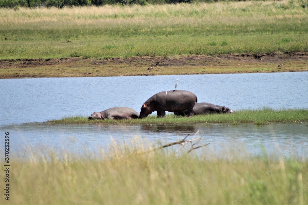 Hippotamus with a bird on his back and two hippos lie next to him Hippotamus with a bird on his back and two hippos lie next to him