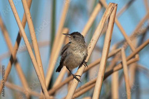 Marsh Wren juvenile perched in the dry reeds