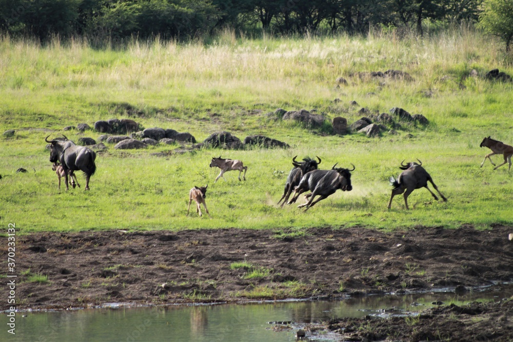 Fototapeta premium Wildebeests and her calves are running around fast