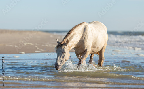 Schilderij op canvas Rocky Mountain Horse walking through the water,with his nos low to the waterline
