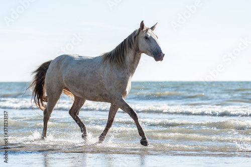 Rocky Mountain Horse trotting through the water. On the beach with a blue sky.