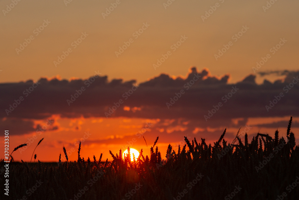 Red burning sun during the sunset over a rye field