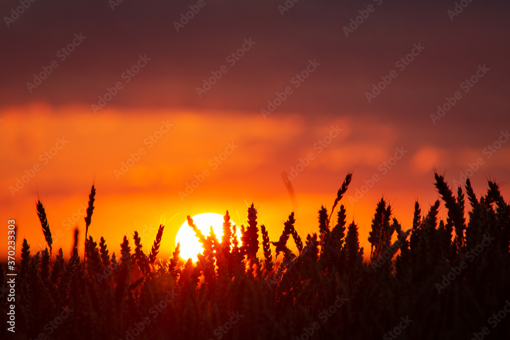 Beautiful colorful sunset over the agricultural field of wheat
