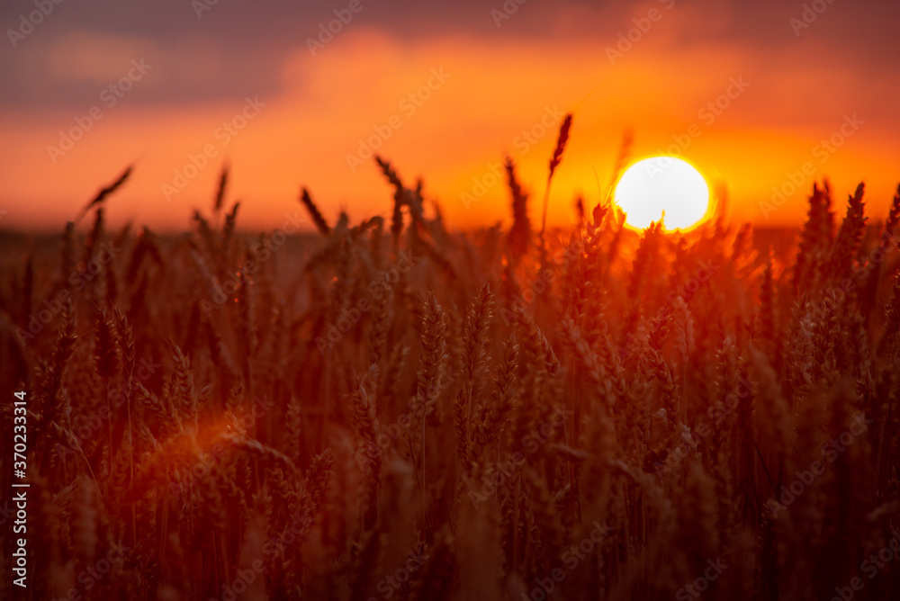 Red burning sun circle over the field of wheat during the sunset