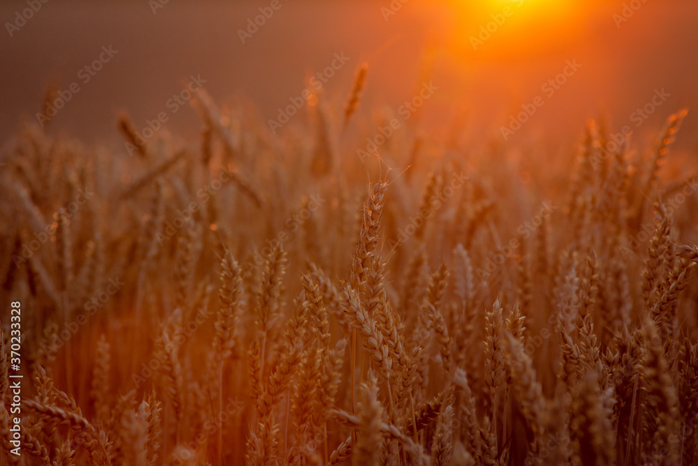 Rural landscape of ripe rye with rays of the setting sun Rural landscape of ripe rye with rays of the setting sun