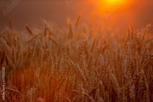 Rural landscape of ripe rye with rays of the setting sun