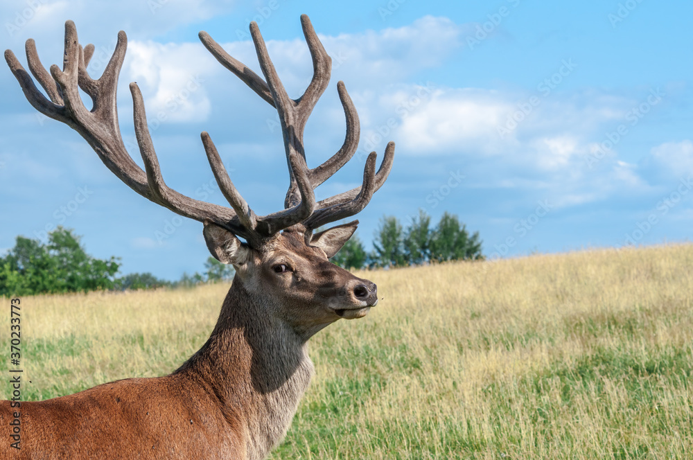 Red Deer (Cervus elaphus) Red Deer (Cervus elaphus)