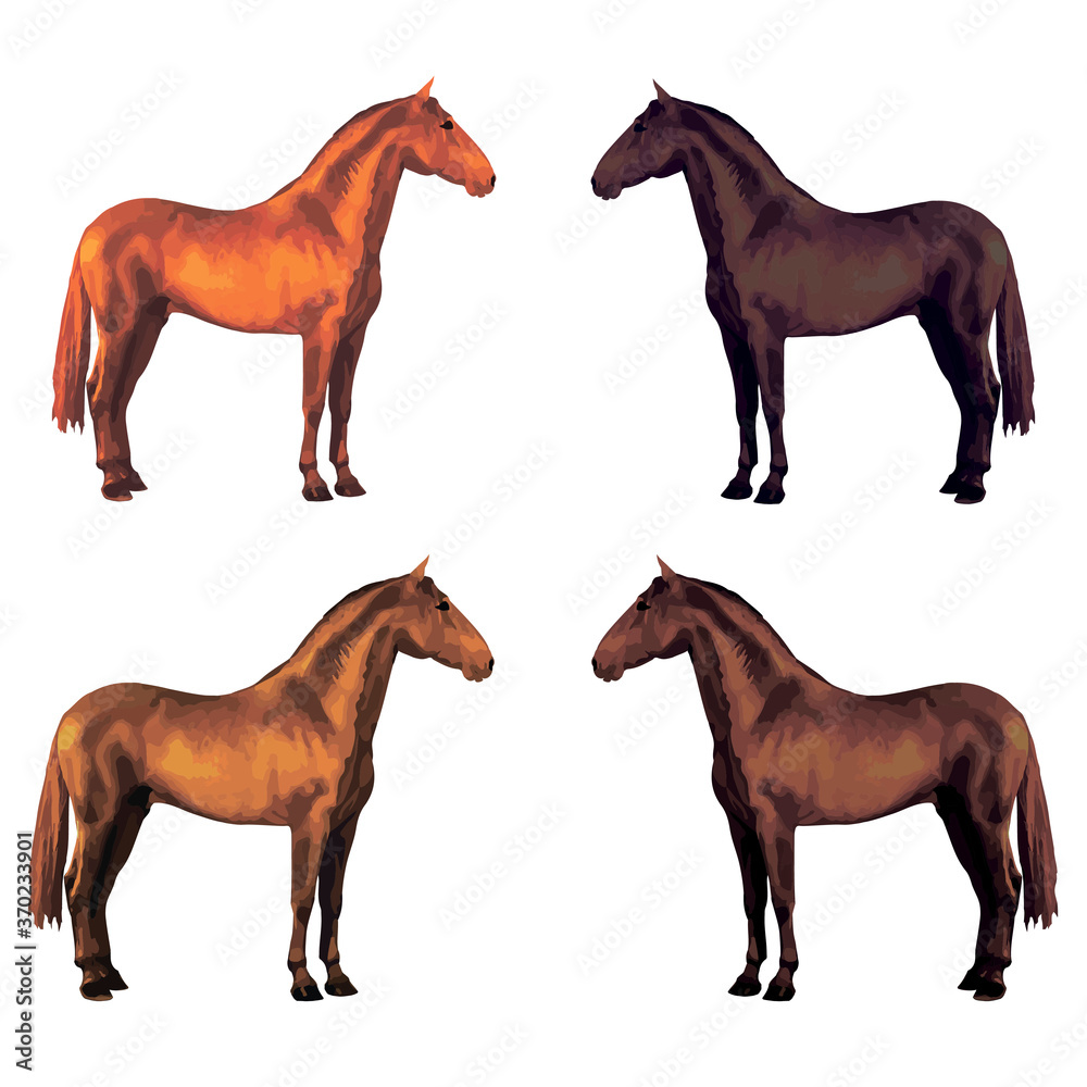 set of four isolated processed color images of beautiful horses standing still, on a white and colored background