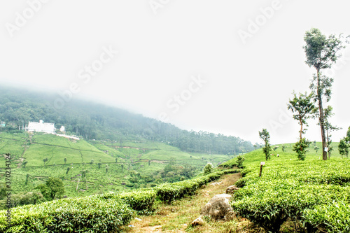 vineyard in the morning, teayard, tea hills