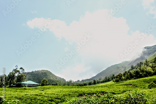 summer landscape with green grass and mountains with blue sky