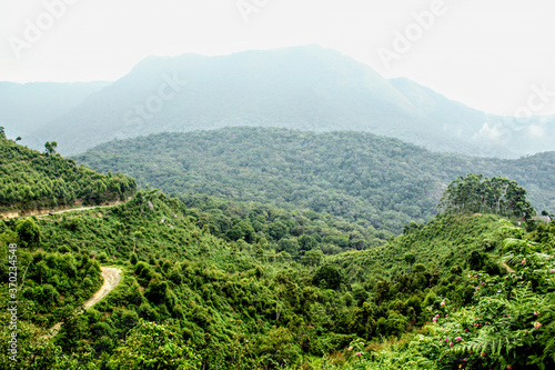 tea plantation in the mountains kerala