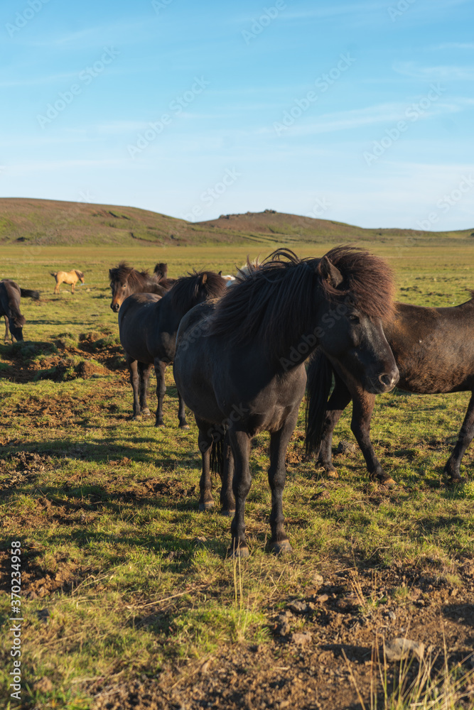 Icelandic horses near Krysuvik geothermal area