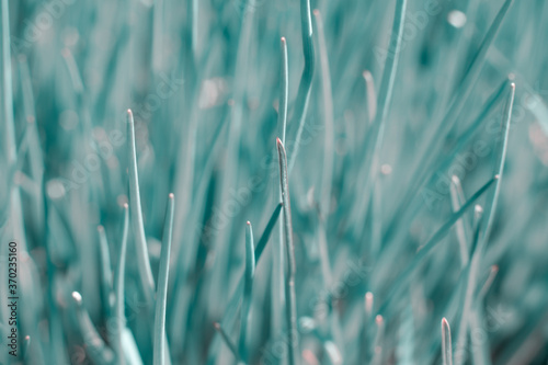 Layout with grass with thin blade leaves as natural textured background.Toned macro botanical photo