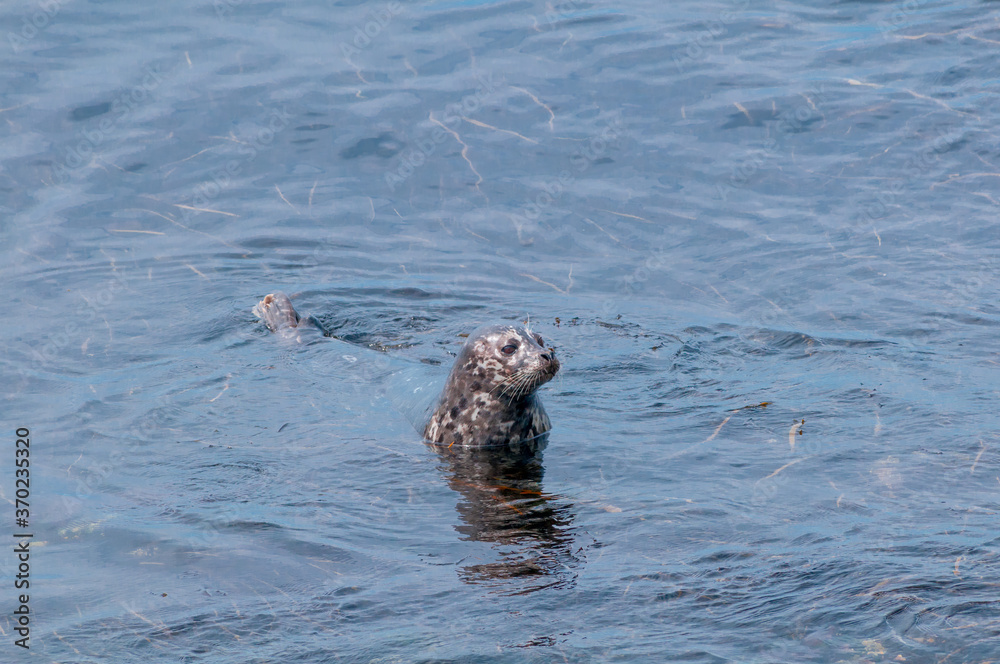 Common Seal (Phoca vitulina) at Chowiet Island, Semidi Islands, Alaska, USA Common Seal (Phoca vitulina) at Chowiet Island, Semidi Islands, Alaska, USA