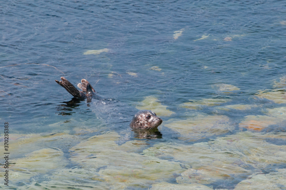 Common Seal (Phoca vitulina) at Chowiet Island, Semidi Islands, Alaska, USA Common Seal (Phoca vitulina) at Chowiet Island, Semidi Islands, Alaska, USA