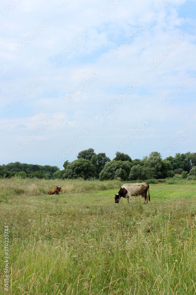 Cows Standing In Farm Pasture. Shot Of A Herd Of Cattle On A Dairy Farm. Nature, Farm, Animals Concept. Meadow and Cows