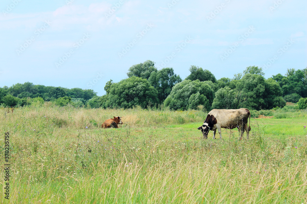 Cows Standing In Farm Pasture. Shot Of A Herd Of Cattle On A Dairy Farm. Nature, Farm, Animals Concept. Meadow and Cows