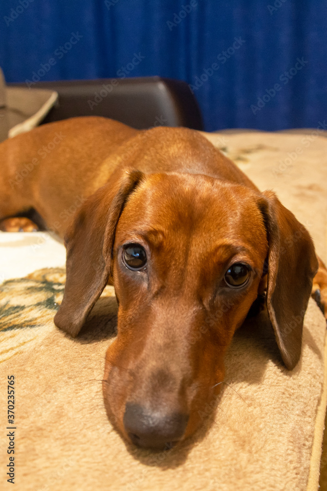 Long red dachshund is lying on the bed. Sad eyes look into the camera. Dog is bored without the owner. Selective focus