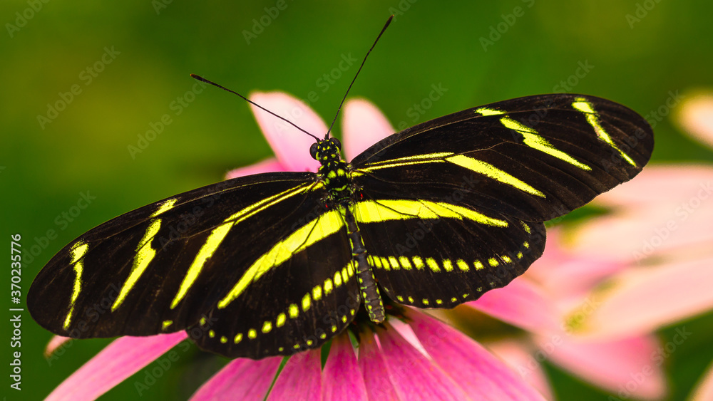 Fototapeta premium Peace