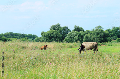Fototapeta Naklejka Na Ścianę i Meble -  Cows Standing In Farm Pasture. Shot Of A Herd Of Cattle On A Dairy Farm. Nature, Farm, Animals Concept. Meadow and Cows