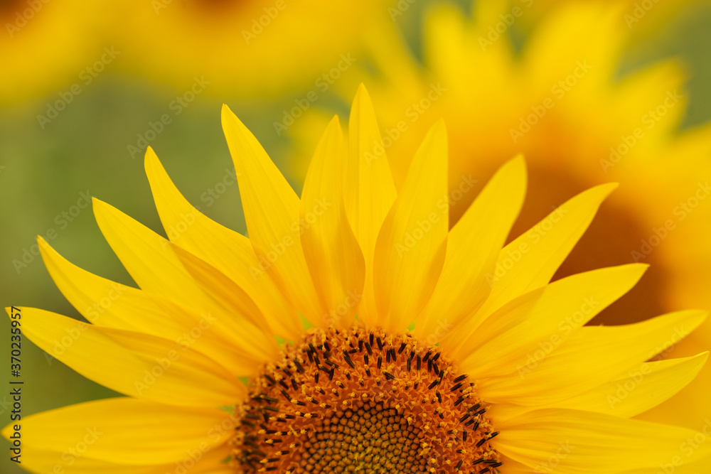 Obraz premium sunflower on a green background