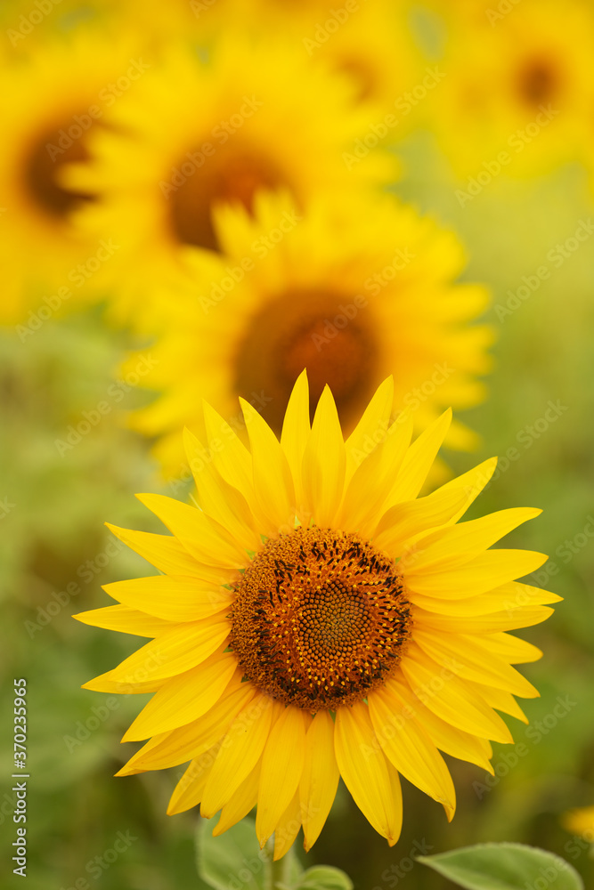 sunflower in the field