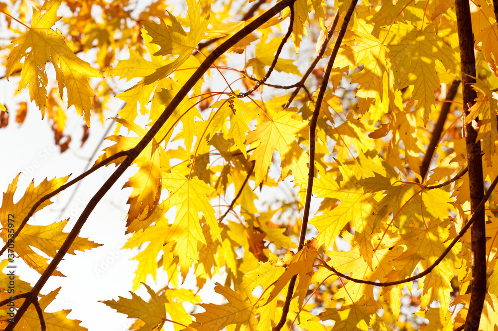 Autumn yellow shining maple leaves against sunlight. Autumn in Russia. Fall