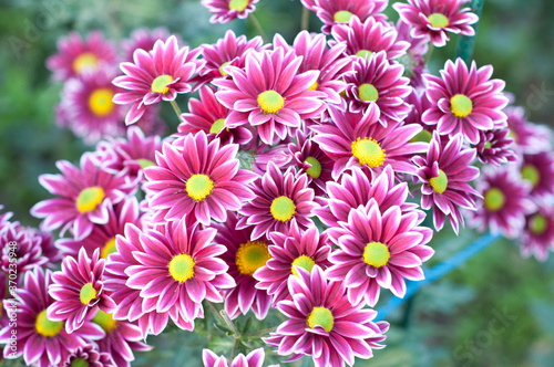  Pink purple white chrysanthemum.   hrysanthemum flowers with yellow centers and white tips on their petals. Bush of Autumn Garden plants  growing flowers.