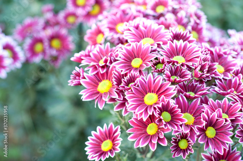  Pink purple white chrysanthemum. Сhrysanthemum flowers with yellow centers and white tips on their petals. Bush of Autumn Garden plants, growing flowers.