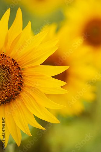 sunflower close up © Evgenia