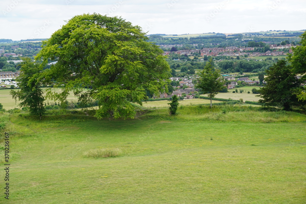 Fototapeta premium landscape with trees