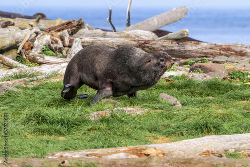 Northern Fur Seal (Callorhinus ursinus) at hauling-out in St. George Island, Pribilof Islands, Alaska, USA photo