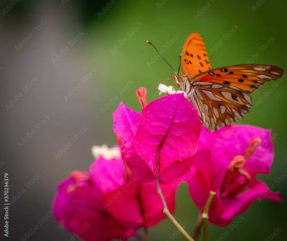 Obraz premium O pouso da Boeboleta