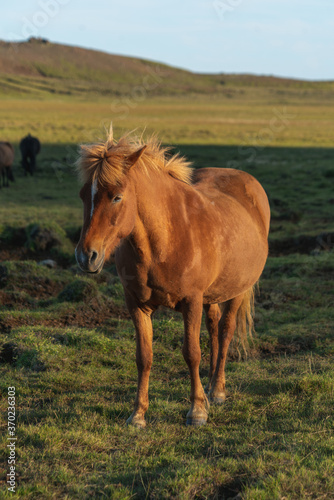 Icelandic horse near Krysuvik geothermal area