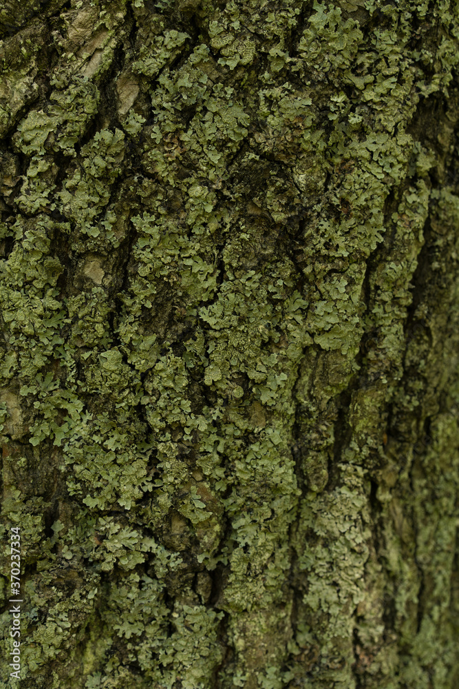 Moss green texture. Moss background. Green moss on grunge texture, background Moss green texture. Moss background. Green moss on grunge texture, background
