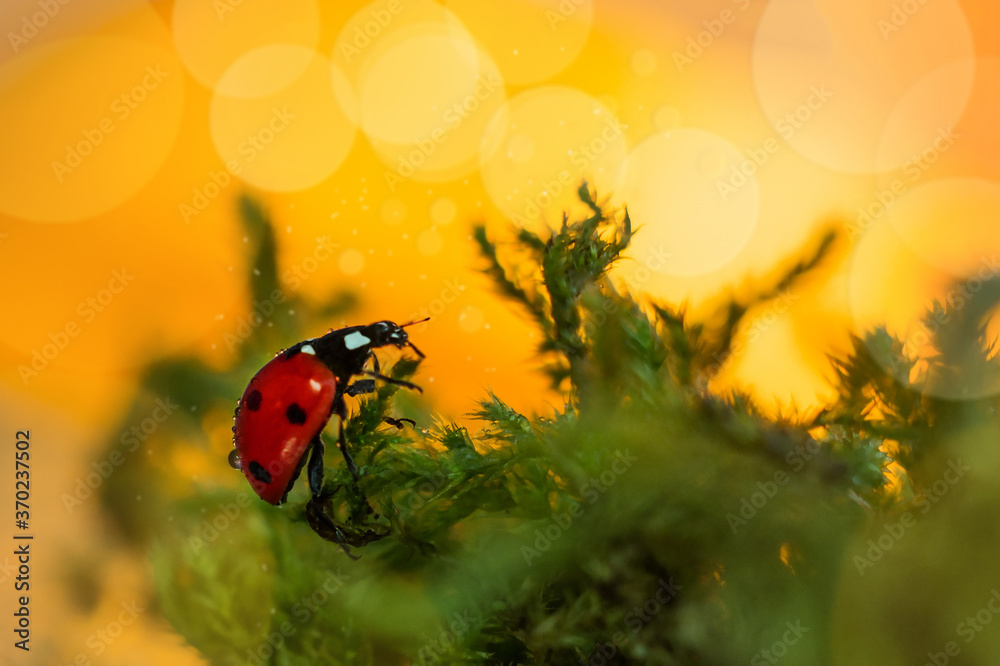 A ladybug crawls on the grass. Sunset in the background.