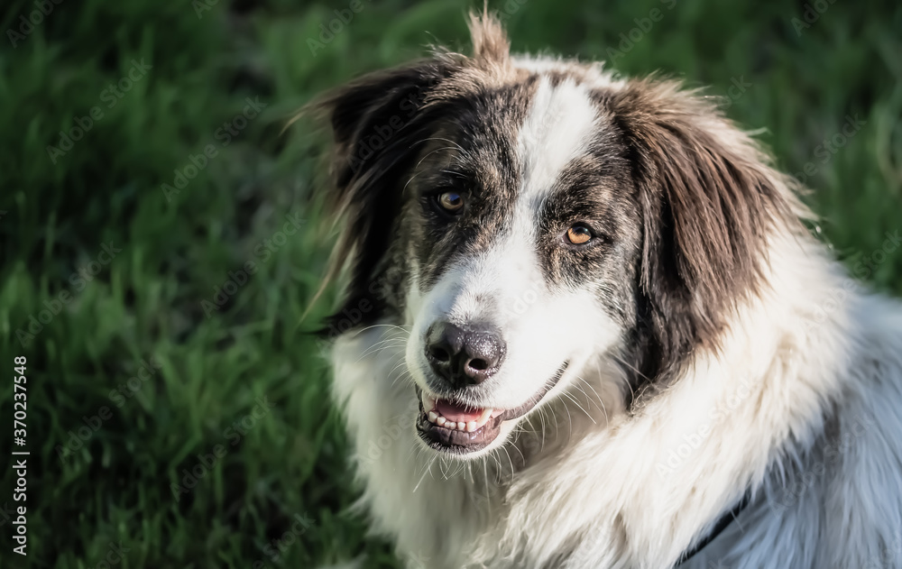 beautiful portrait of a shepherd dog