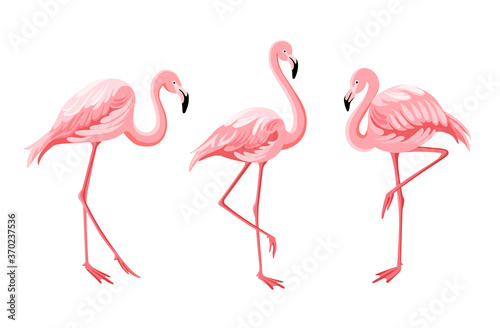 Pink flamingo set. Vector illustration. © artnata