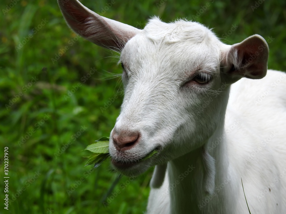 Domestic goats eat in the meadow in clear weather Domestic goats eat in the meadow in clear weather