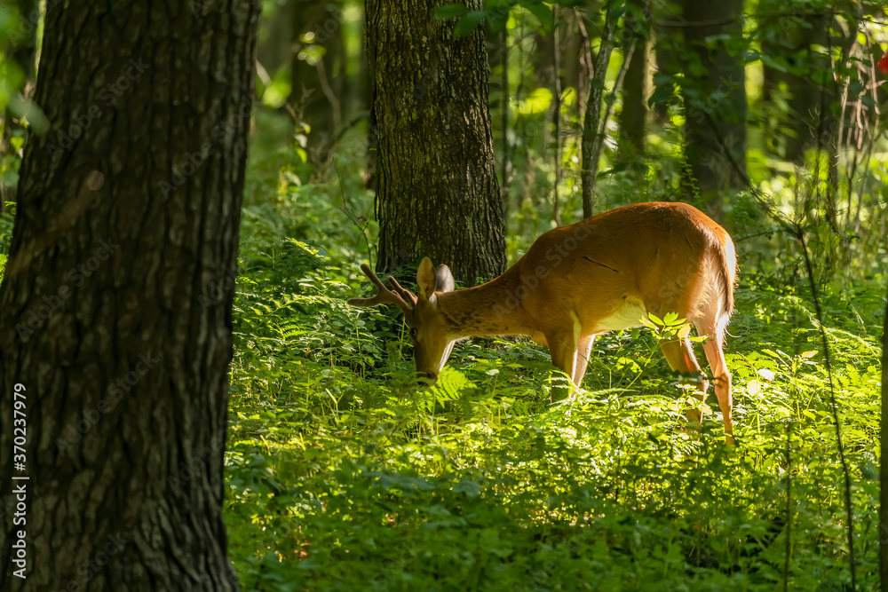 Young white tailed deer with growing antlers in velvet.Natural scene from Wisconsin. Young white tailed deer with growing antlers in velvet.Natural scene from Wisconsin.