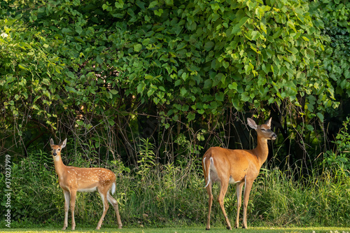 White -tailed deer, fawn and hind at the edge of the forest