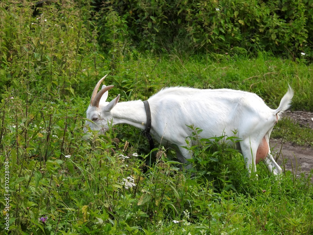 Domestic goats eat in the meadow in clear weather Domestic goats eat in the meadow in clear weather