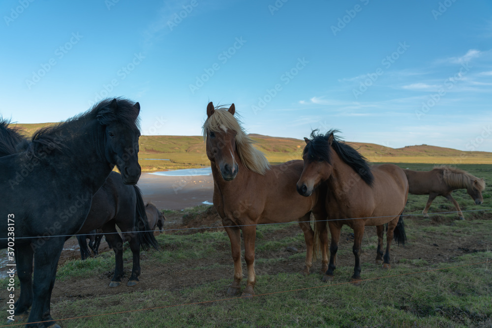 Icelandic horses near Krysuvik geothermal area