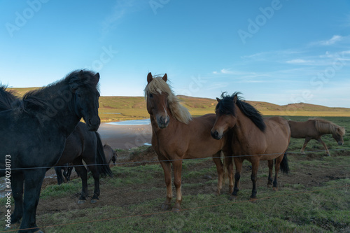 Icelandic horses near Krysuvik geothermal area © 1LifeStudios
