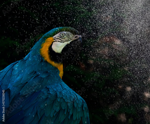 portrait of a macaw bathing 