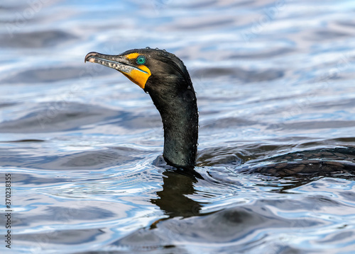 A close up of a Double-crested Cormorant that has just resurfaced from a dive with water droplets on his head and neck. photo