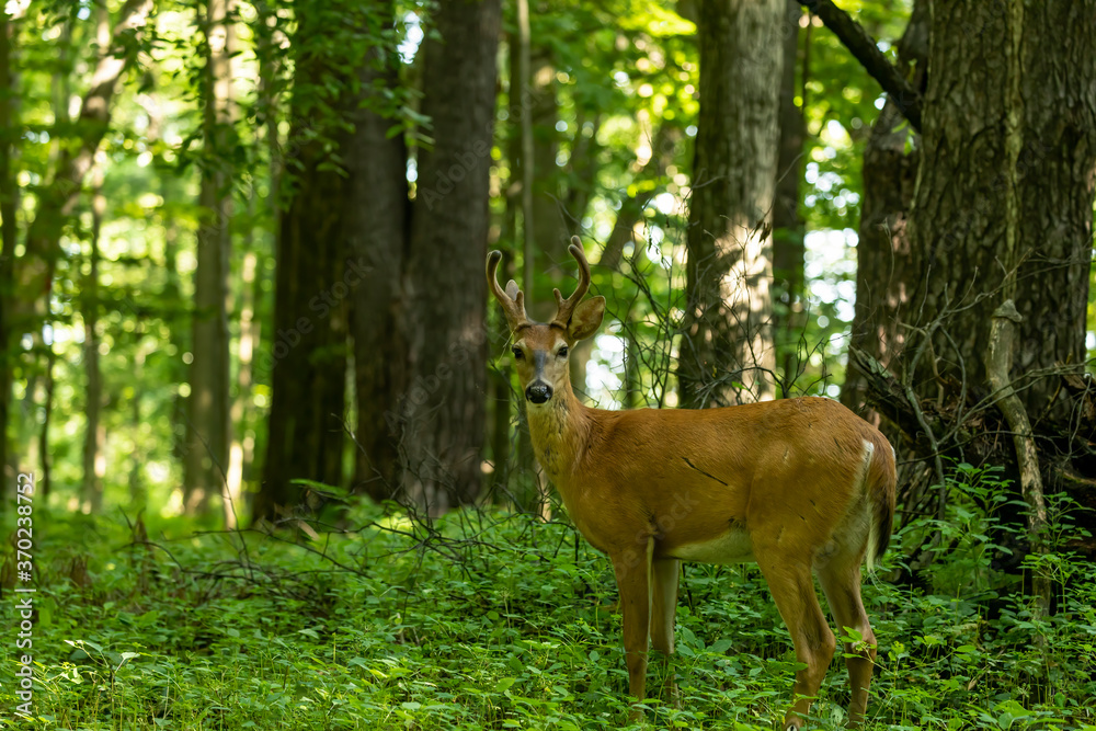 Young white tailed deer with growing antlers in velvet.Natural scene from Wisconsin. Young white tailed deer with growing antlers in velvet.Natural scene from Wisconsin.