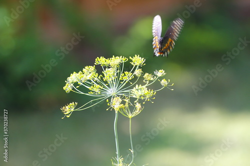 Black Swallowtail Butterfly (Papilio polyxenes) photo