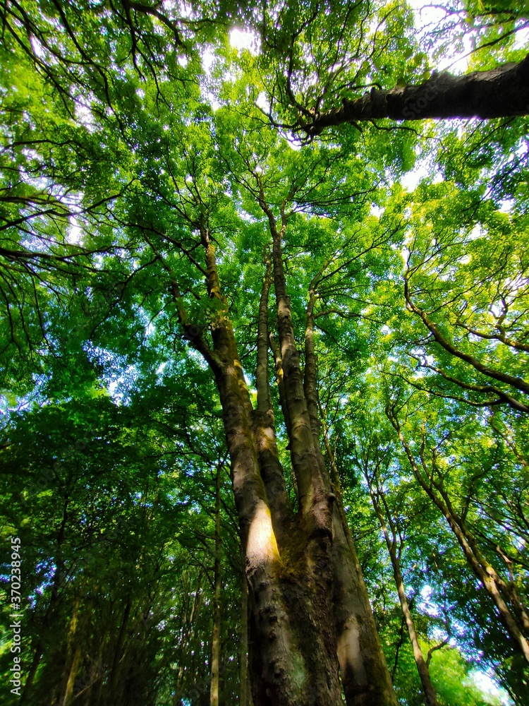 Fototapeta premium trees in the forest