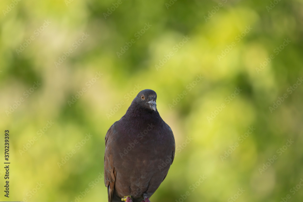 Fototapeta premium Domestic pigeon
